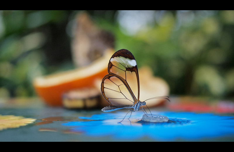 http://twistedsifter.com/2011/09/picture-of-the-day-the-stunning-glasswinged-butterfly/